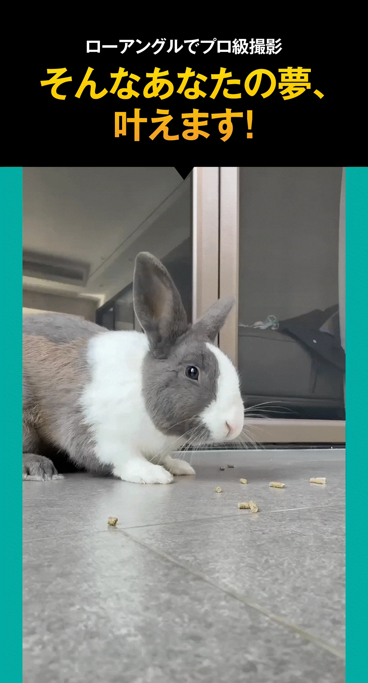 うさぎのローアングル