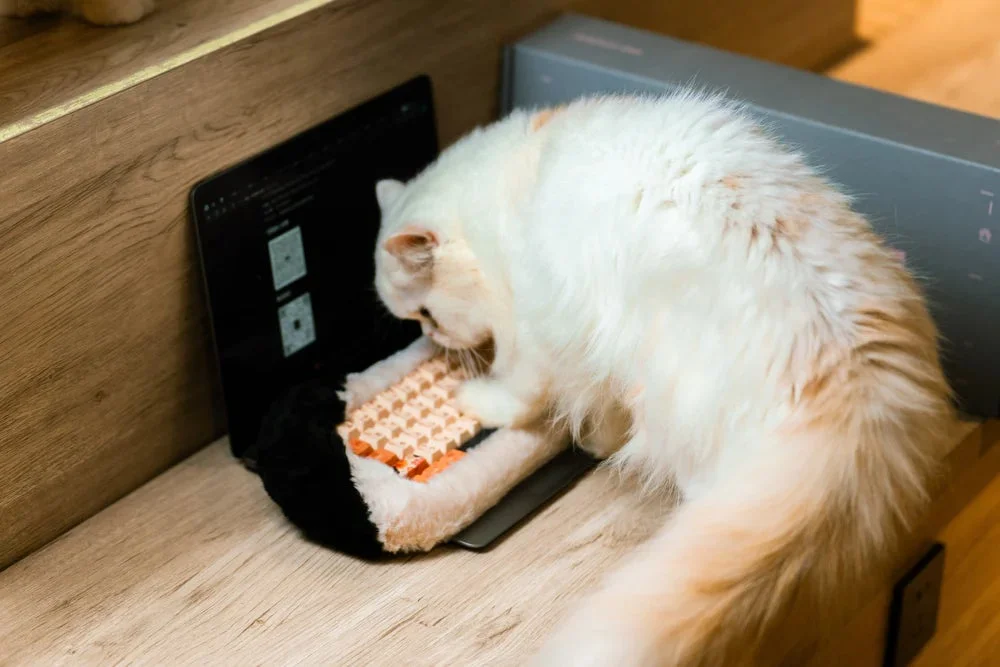 猫とノートパソコン