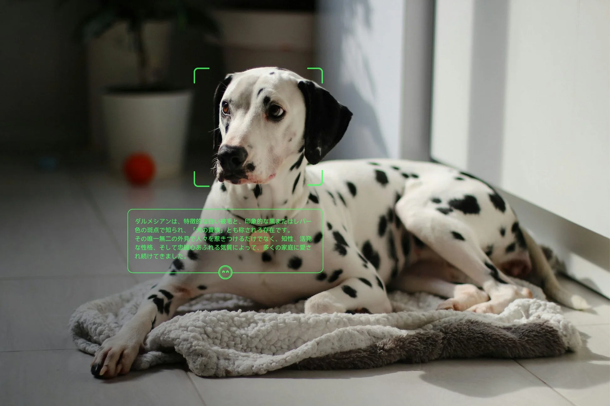ダルメシアンの解説表示